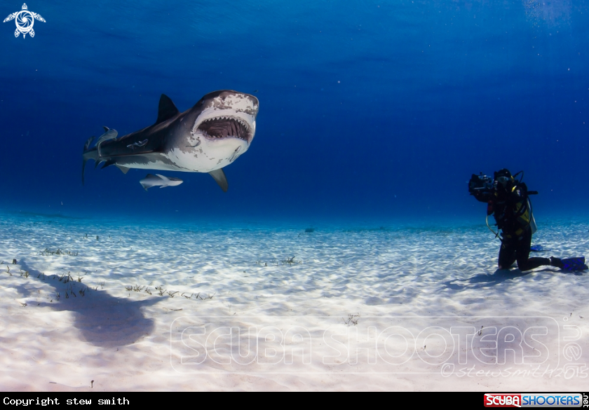 A Tiger Shark