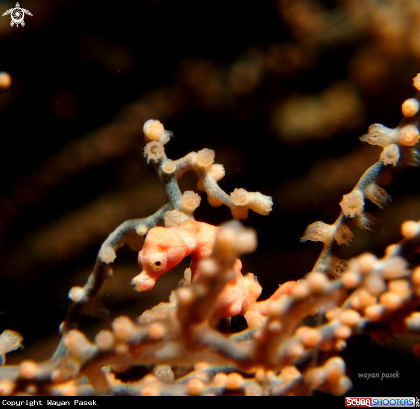 A pygmy seahorse