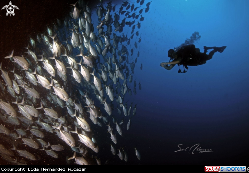 A School of jacks