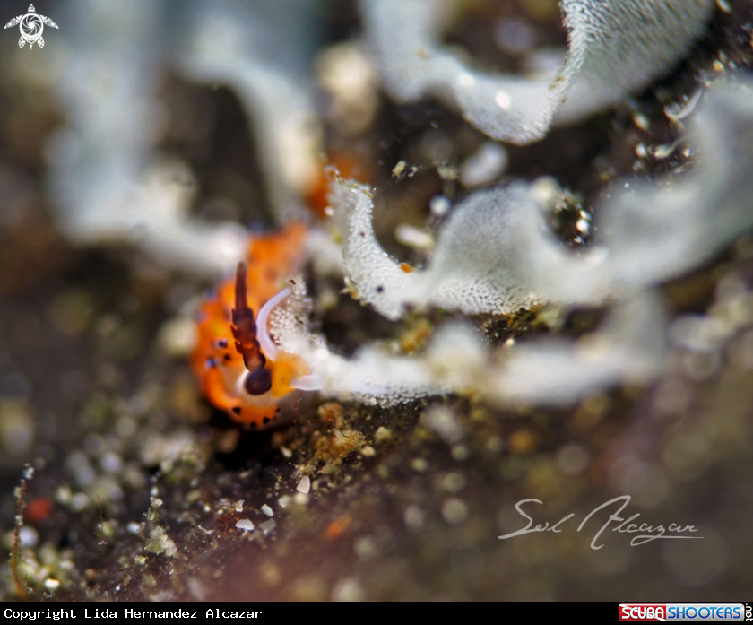 A nudibranch