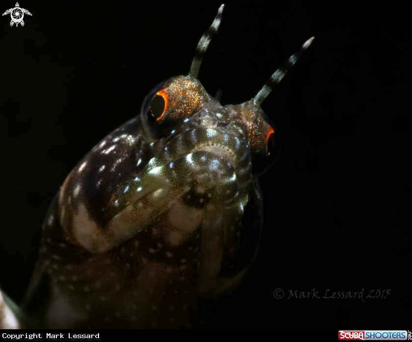 A Sailfin Blennies