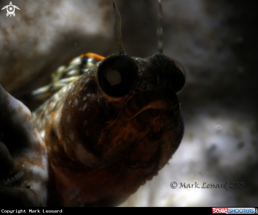 A Sailfin Blennies