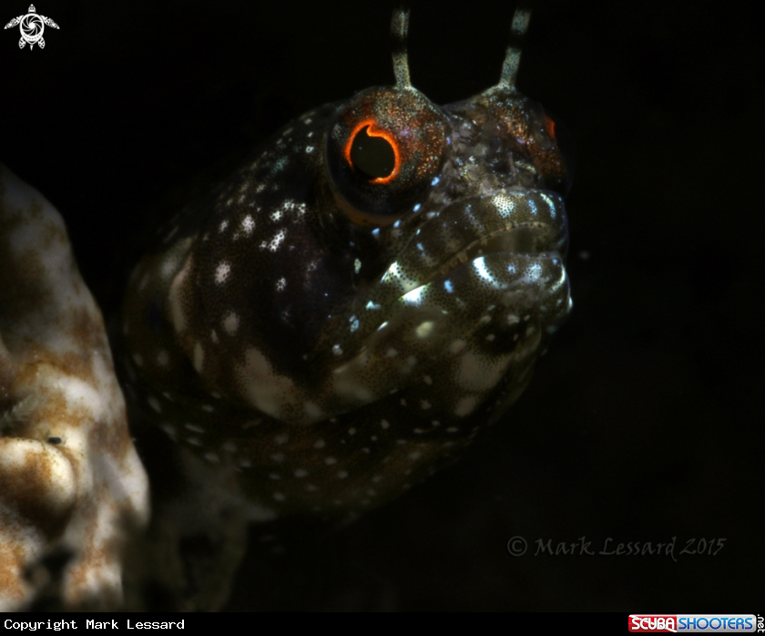 A Sailfin Blennies