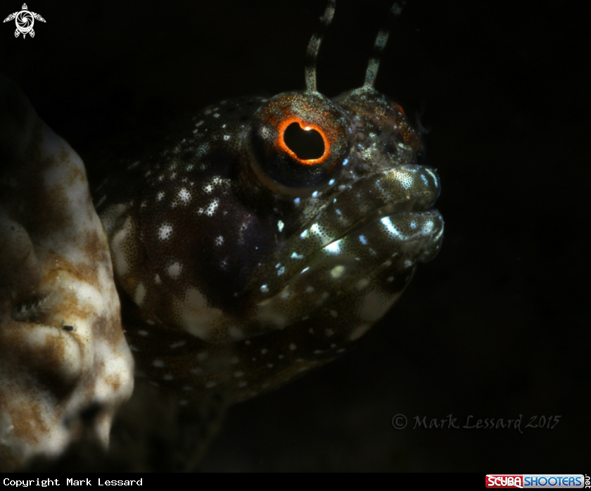 A Sailfin Blennies