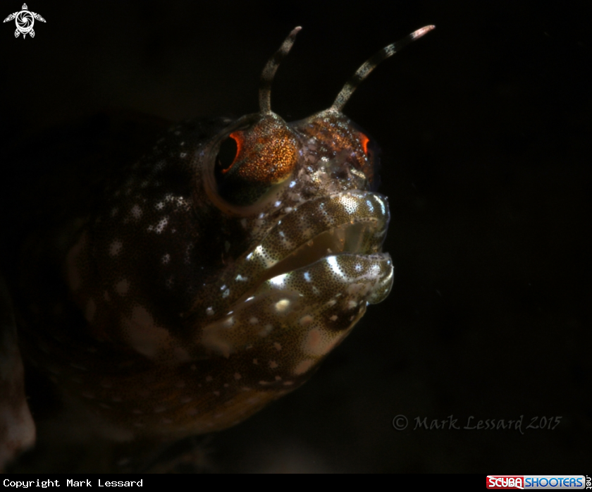 A Sailfin Blennies