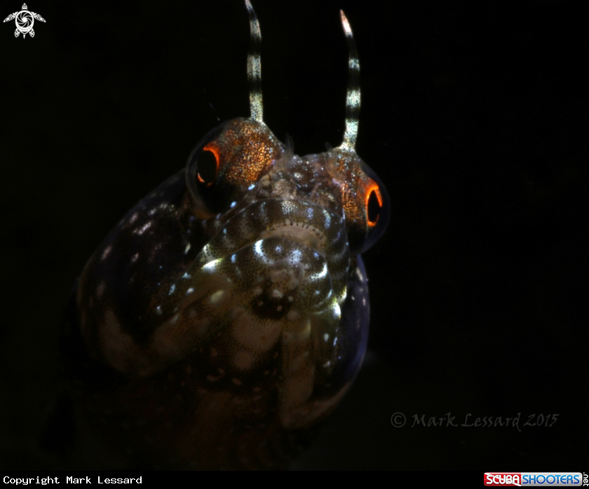 A Sailfin Blennies