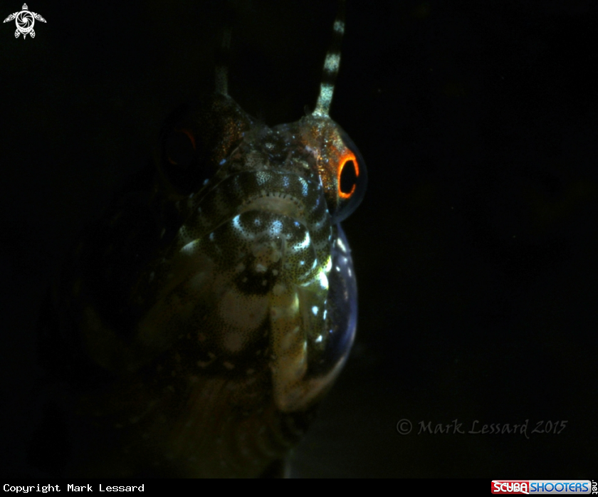 A Sailfin Blennies