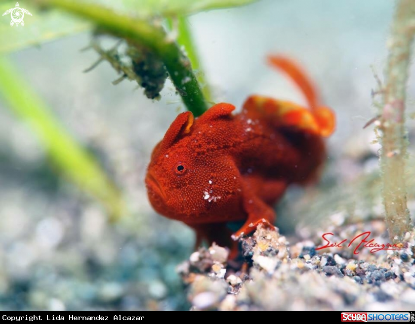 A Frogfish