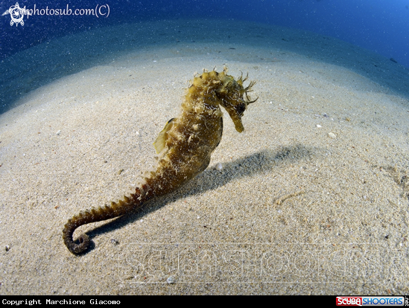 A Sea Horse