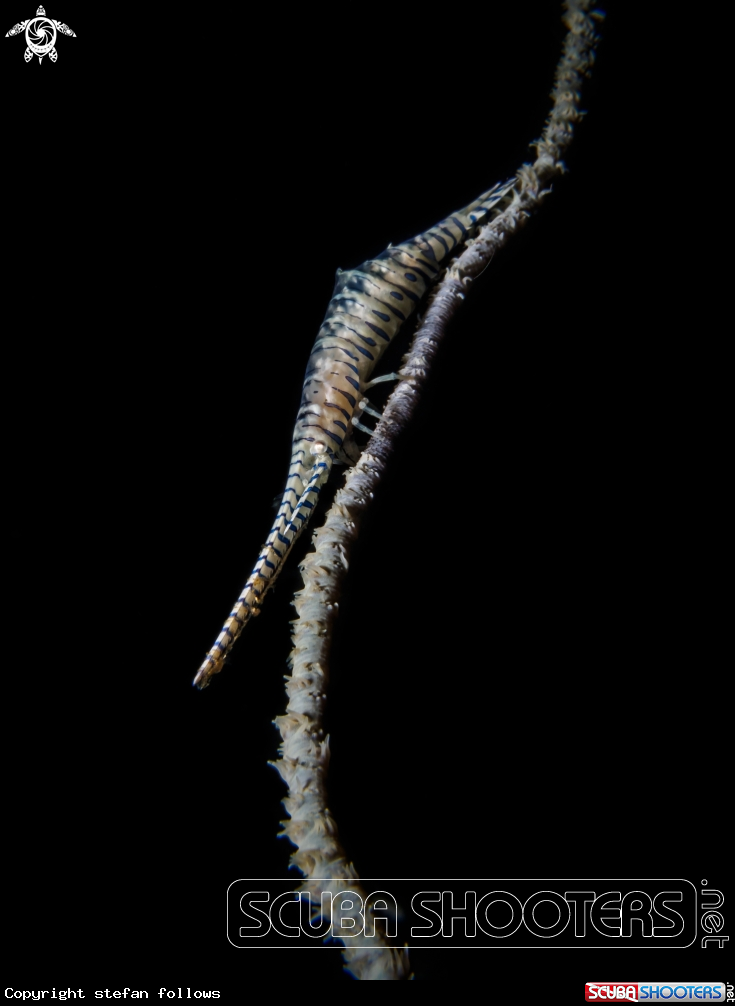 A Sawblade Shrimp