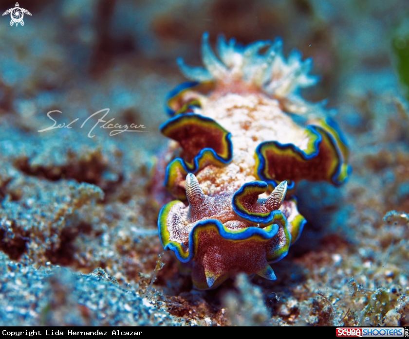 A nudibranch