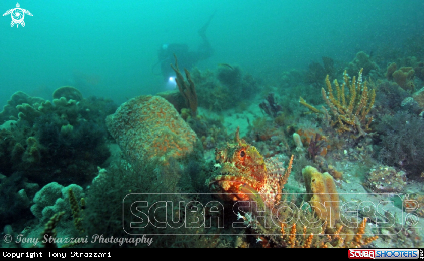 A Red scorpion cod