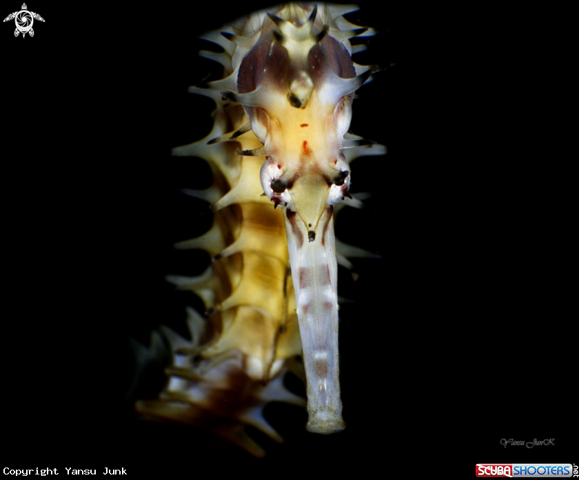 A Thorny seahorse