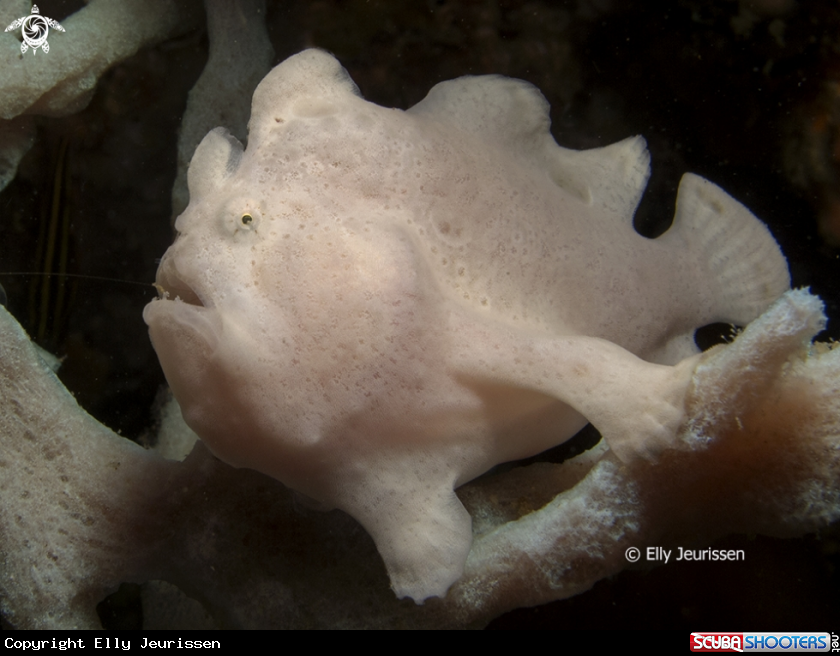 A White Frogfish