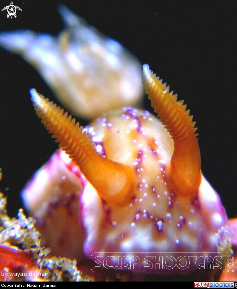 A Hypselodoris krakatoa 