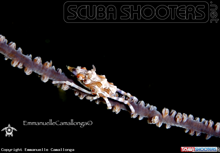 A coral crab