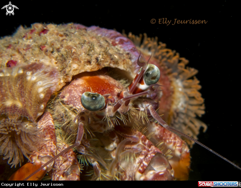 A Hermit Crab