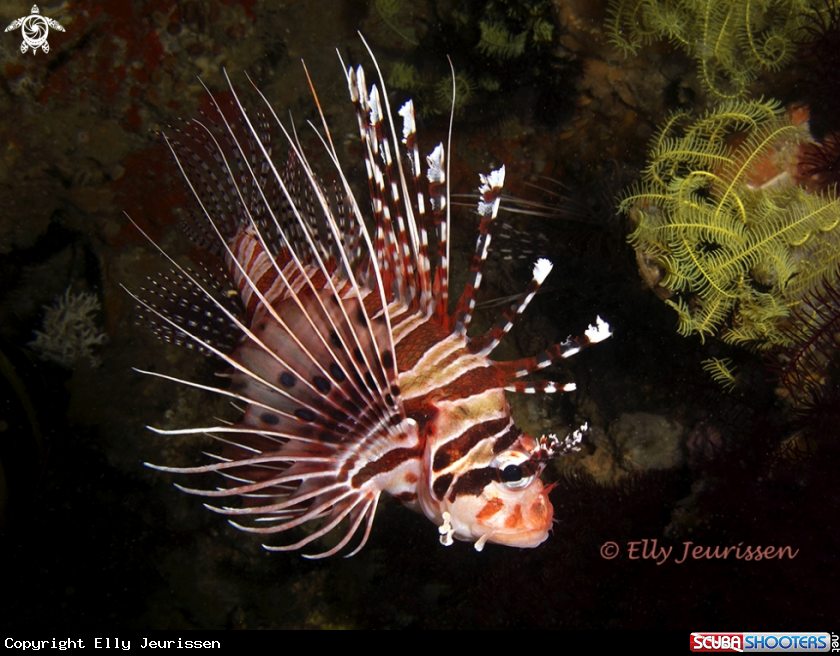 A Lionfish