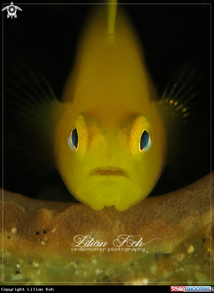 A Yellow Goby