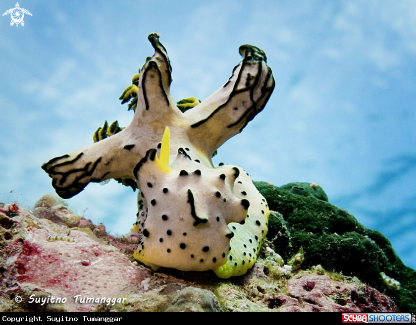 A Nudibranch