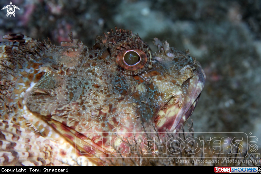 A Red Rock Cod