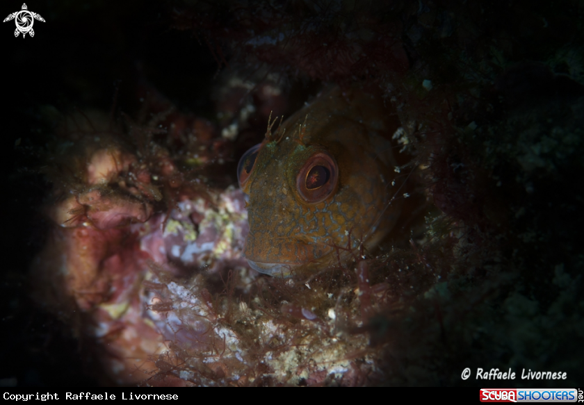 A Blenny