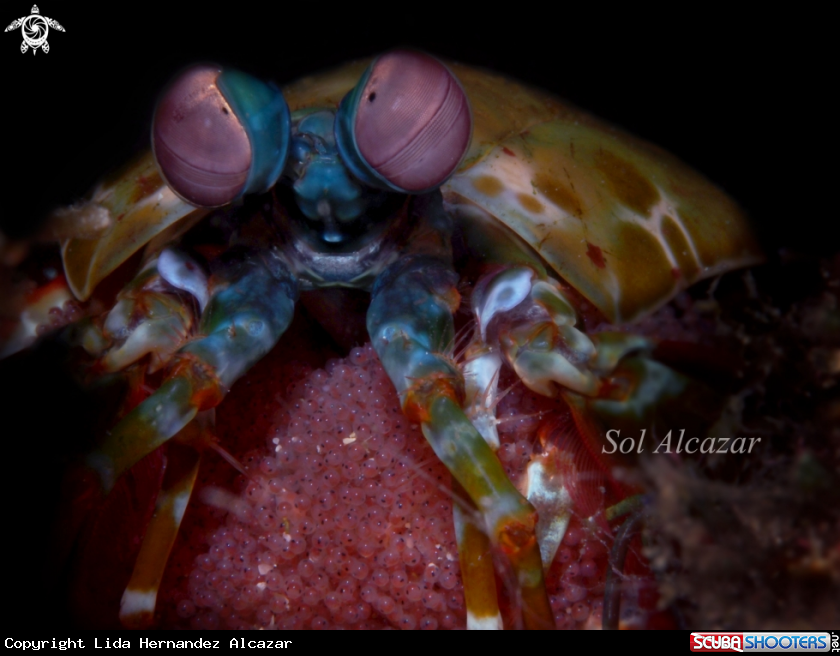 A Mantis Shrimp