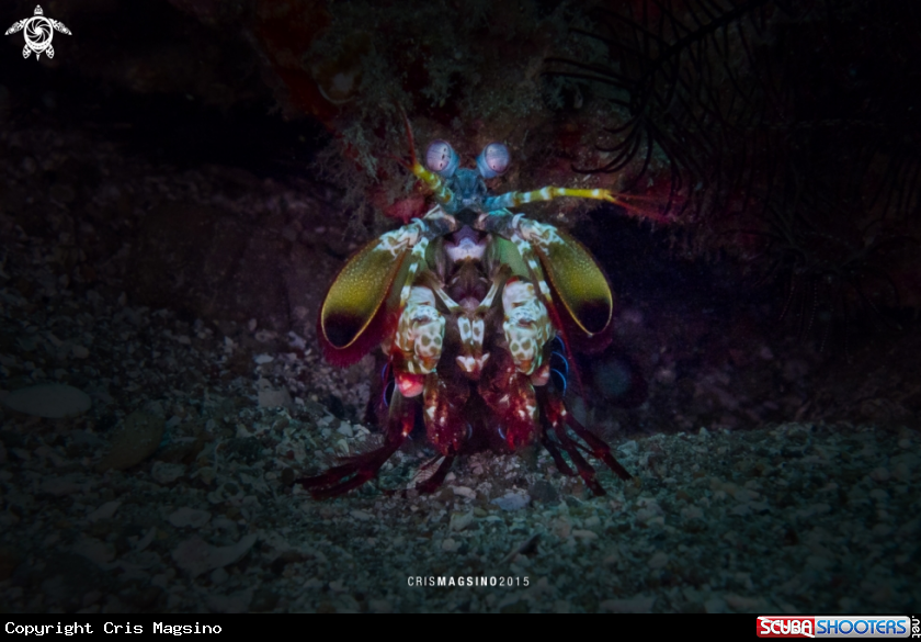 A Mantis Shrimp