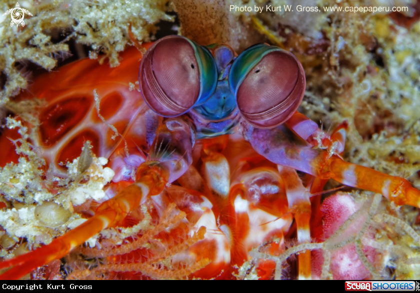 A Mantis shrimp