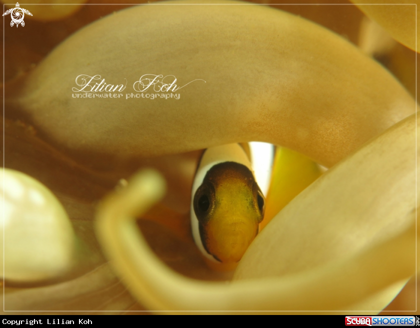 A Anemone Clown Fish