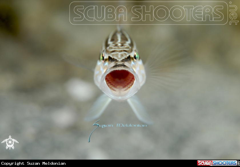 A Dwarf Sand Perch