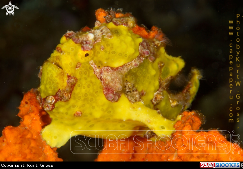 A Frogfish