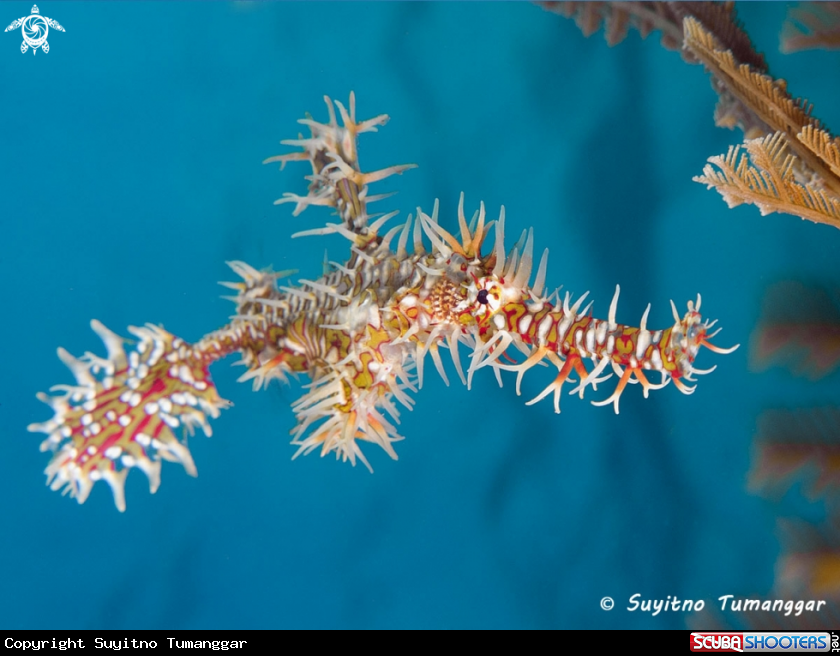 A Ghost Pipefish