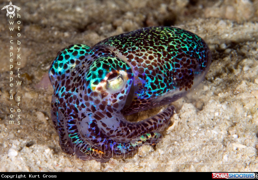 A Bobtail Squid