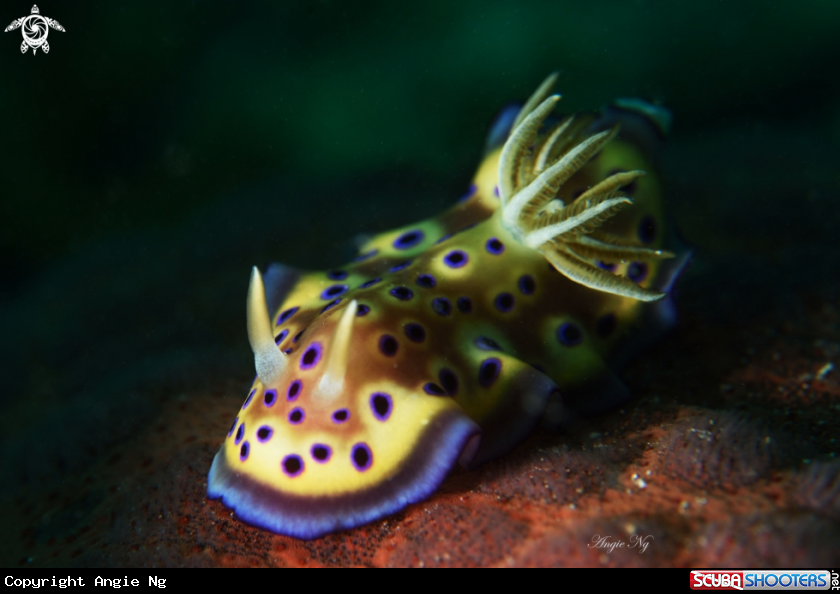 A Nudibranchs 