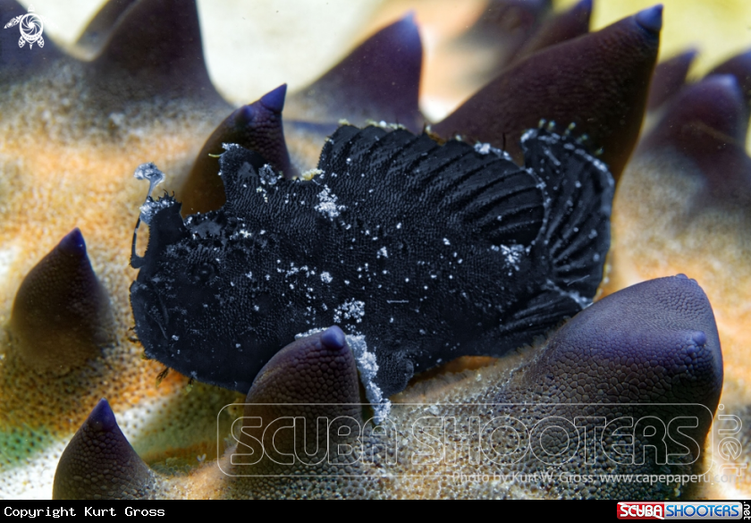 A Hairy Frogfish