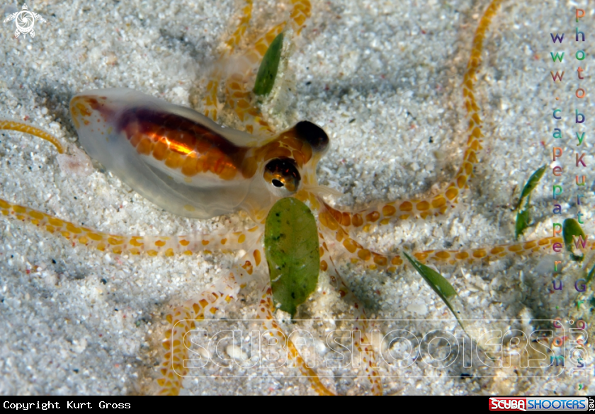 A Paralarve Octopus