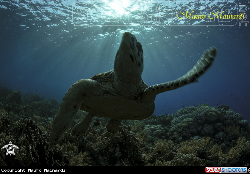 A Rays turtle