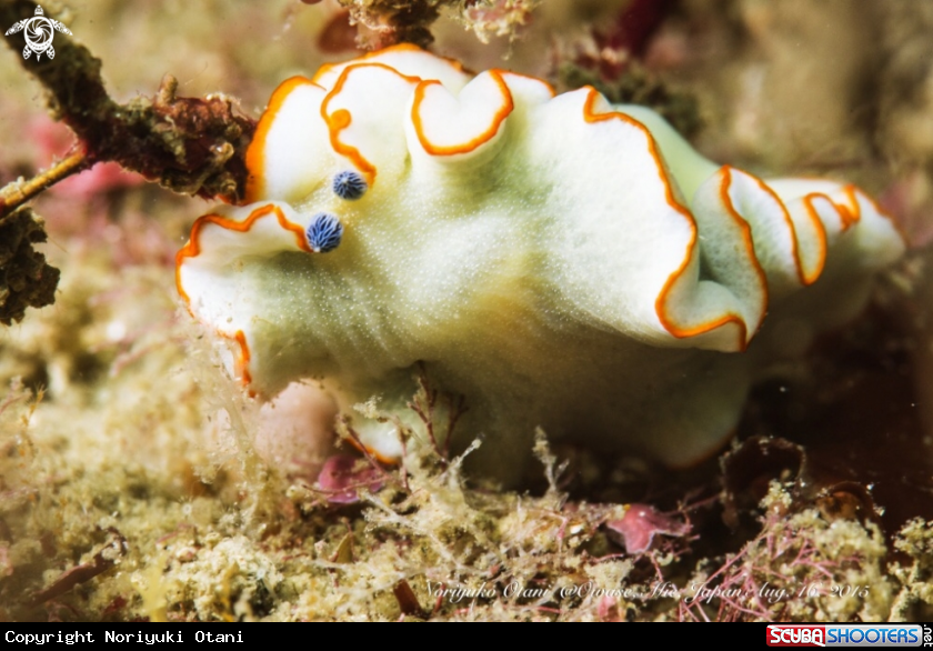 A Nudibranch 