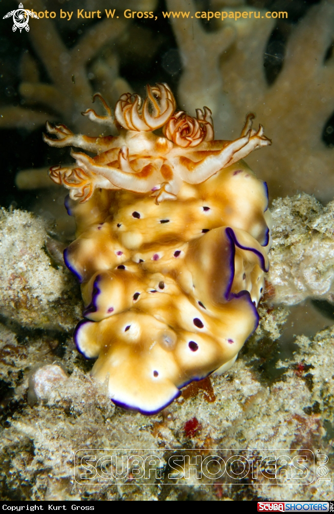 A Chromodoris