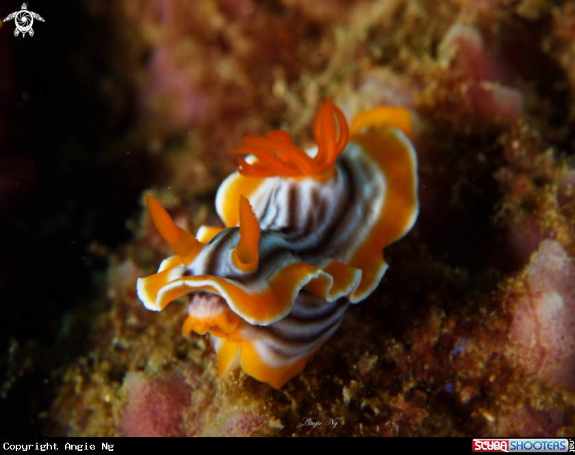 A Nudibranchs 