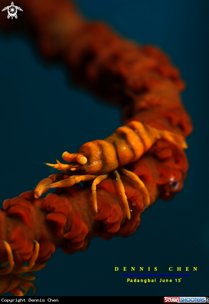 A Whip Coral Shrimp - 