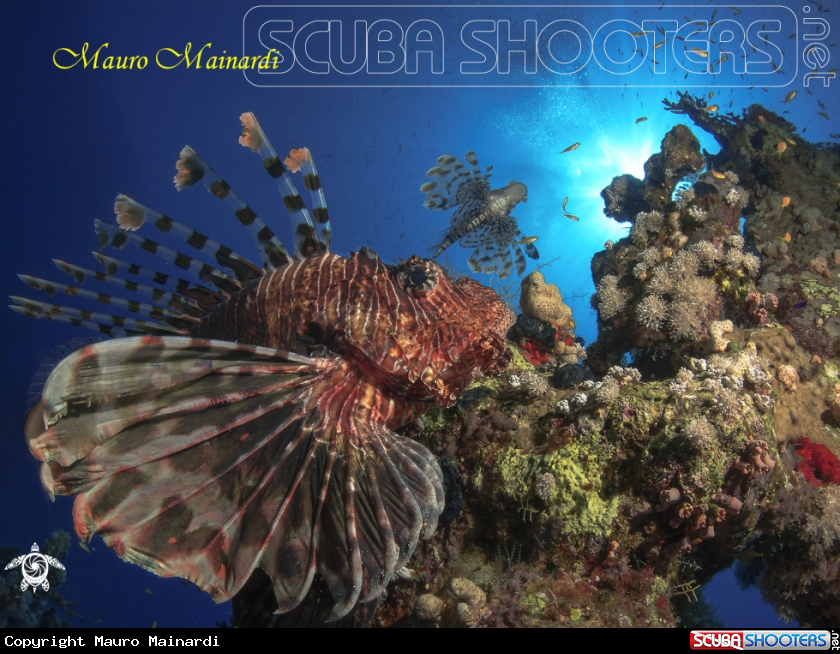 A Lionfish