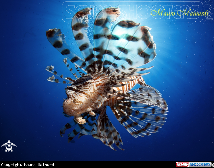 A Lionfish