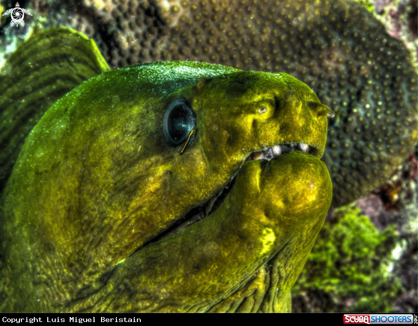 A Gymnothorax funebris