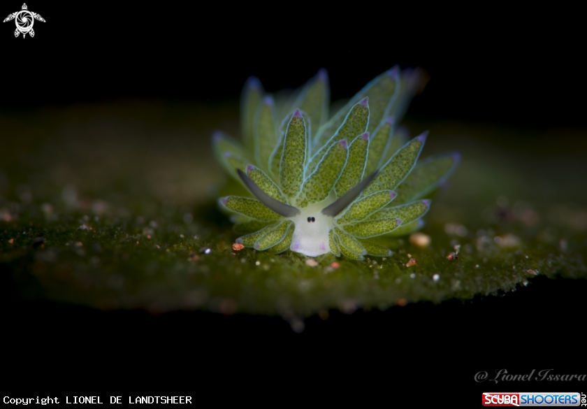 A Costasiella SP