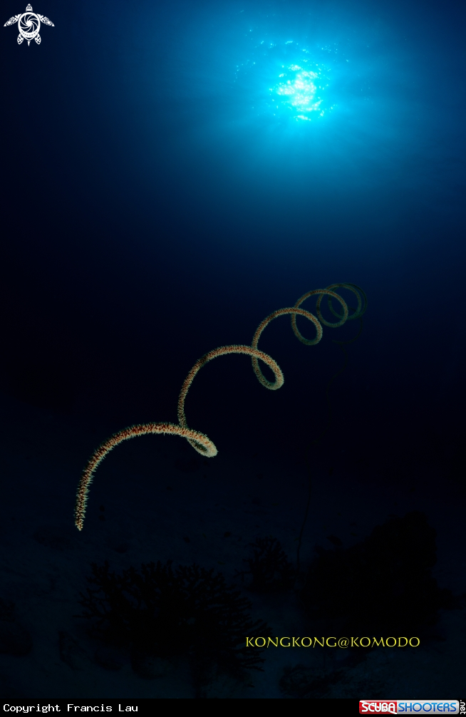 A Wire coral