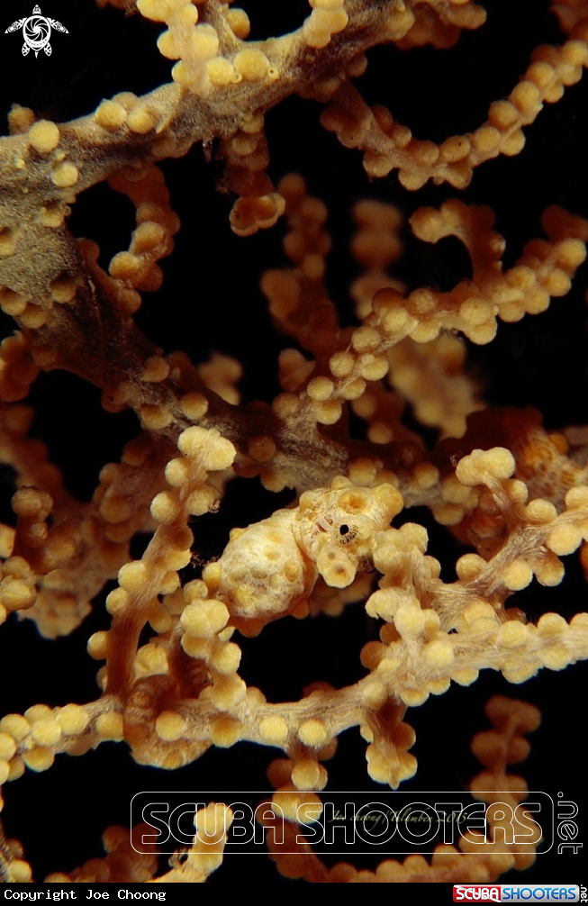 A Pygmy seahorse