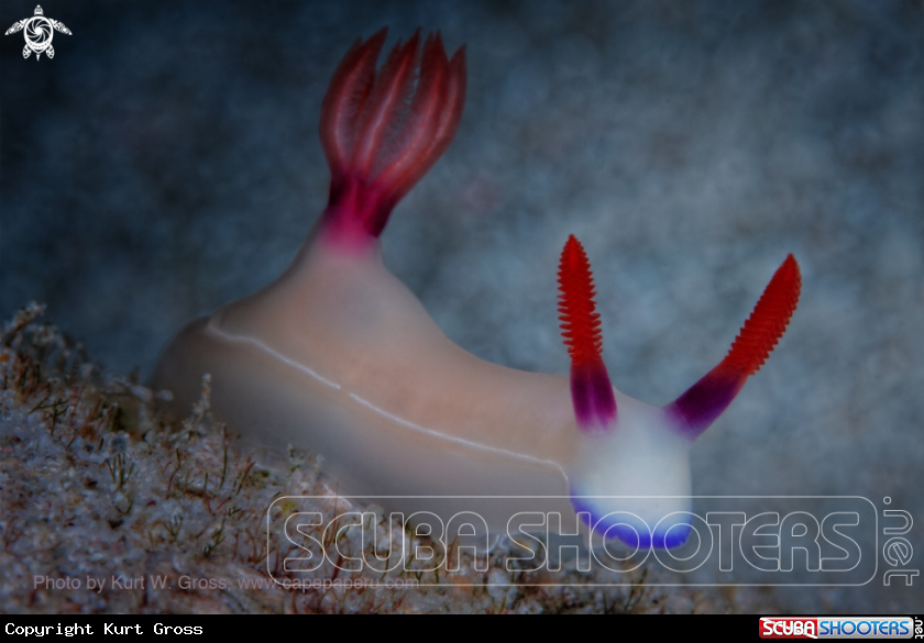 A Nudibranche