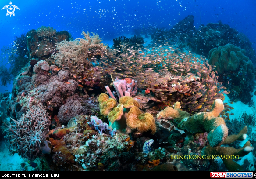 A Coral Reef